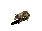 1runwolf_trans0202