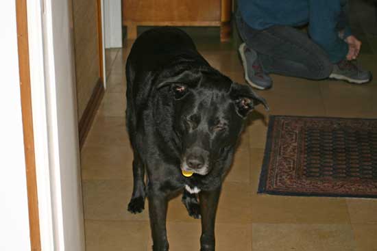 Charly-mit-geschlossenen-Au