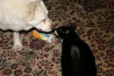 Felix-Dodo1a Felix-Dodo1a