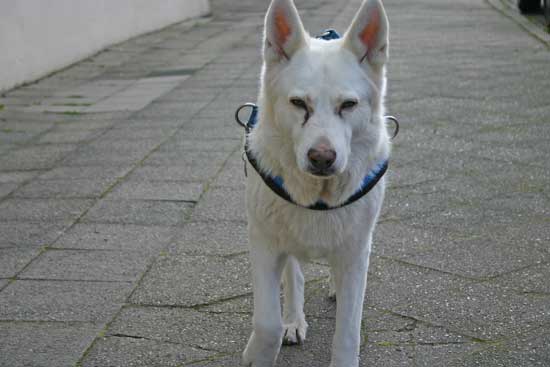 Felix26012011b Felix26012011b