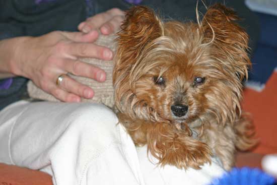 Fidel-bei-Iris-auf-dem-Scho