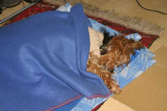 Fidel-schlafend08012011