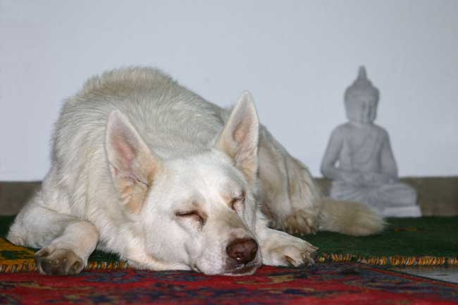 Fliex_mit_Buddha Fliex_mit_Buddha