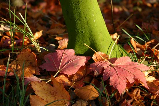 Herbstbaeume4