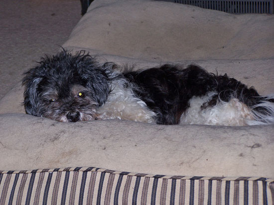 Lily-auf-dem-Julchenkissen