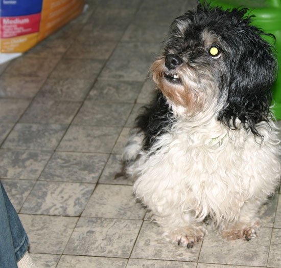 Lily-aufs-Futter-wartend