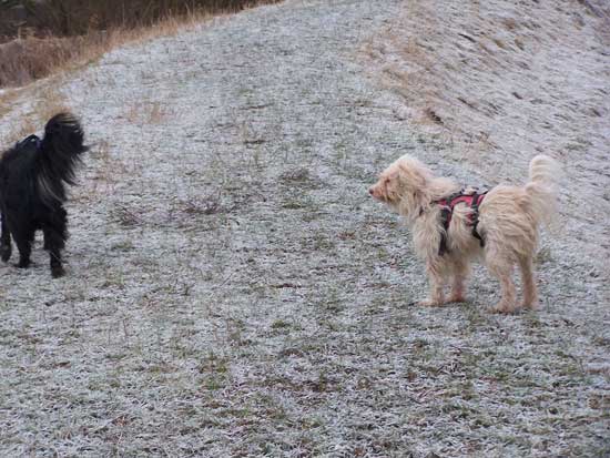 Maja-Perry-Deich-11012011