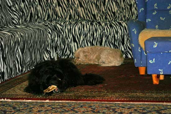 Maja-Perry-Kaninchenohr-Apr