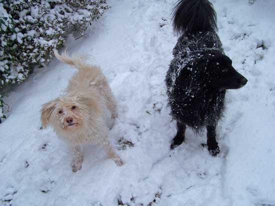 Maja-Perry-Schnee13022011