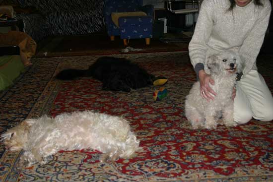 Maja-Perry-Toby-02112011