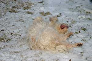 Maja-im-Schnee-waelzend1