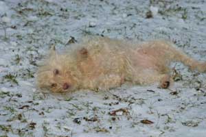 Maja-im-Schnee-waelzend2