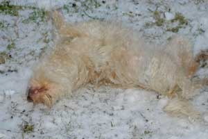 Maja-im-Schnee-waelzend3