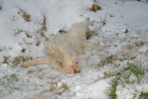 Maja-im-Schnee-waelzend4