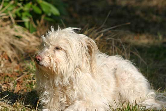 Maja-in-der-Sonne2011