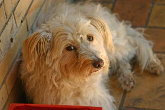 Maja-in-die-Kamera-schauend