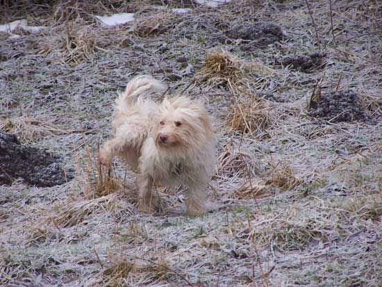 Maja-markierend-11012011