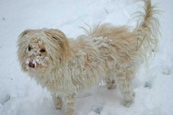 Maja-mit-Schnee12022011