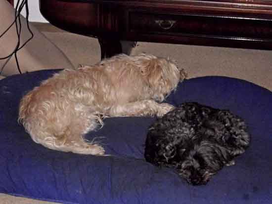 Maja-und-Moritz-Kissen