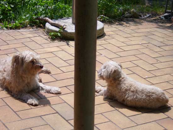Maja-und-Toby-Terrasse