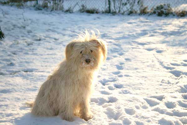 Maja_im_Schnee_sitzend_ji1