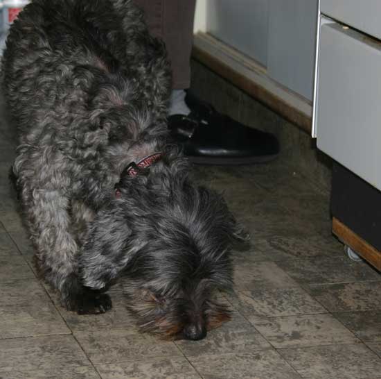 Masay-die-Kruemelpolizei