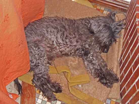 Moritz-schlafend-20102011