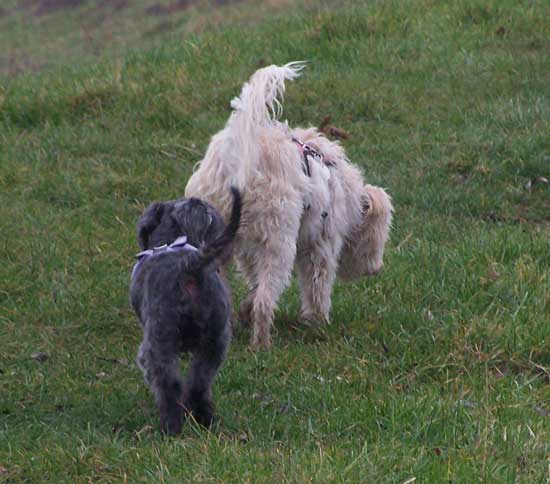 Moritz-und-Maja-Deich