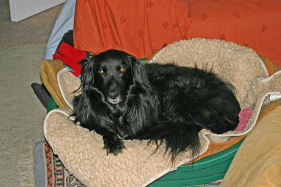 Perry-in-Fidels-Koerbchen