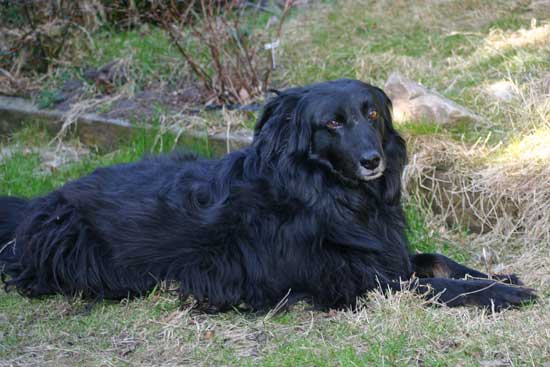 Perry-in-der-Sonne2011