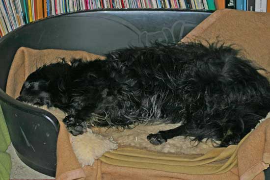 Perry-schlafen-Koerbchen