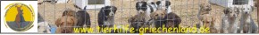 Tierhilfe-Griechenland-banner Tierhilfe-Griechenland-banner