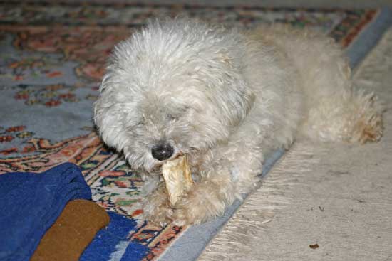 Toby-Kaninchenohr-April2011