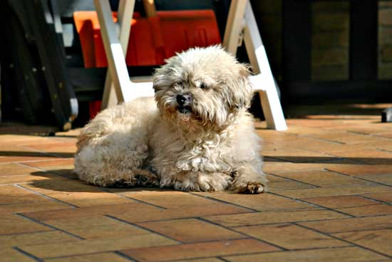 Toby-TerrasseApril2011