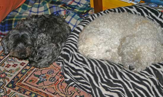 Toby-und-Masay-Kissen