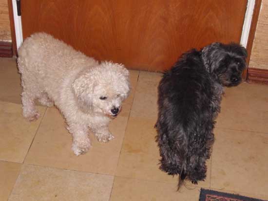 Toby-und-Moritz-vor-Spazier