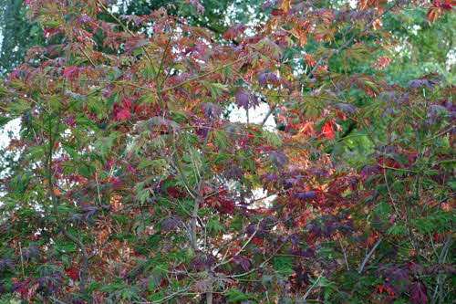 Baum-im-Herbst