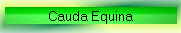 Cauda Equina