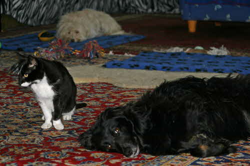 Dodo-Maja-Perry Dodo-Maja-Perry