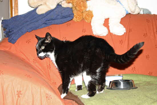 Dodo-auf-dem-Sofa-Okt2009 Dodo-auf-dem-Sofa-Okt2009