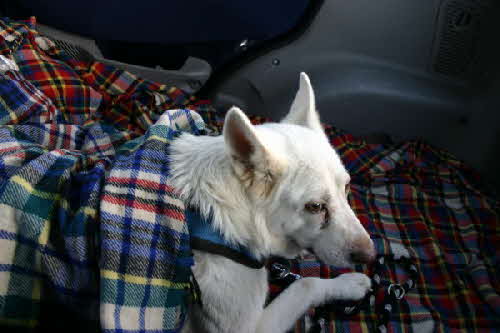 Felix-Auto Felix-Auto