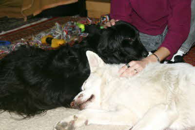 Felix-Perry-Iris Felix-Perry-Iris