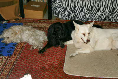 Felix-Perry_Maja_Teppich Felix-Perry_Maja_Teppich