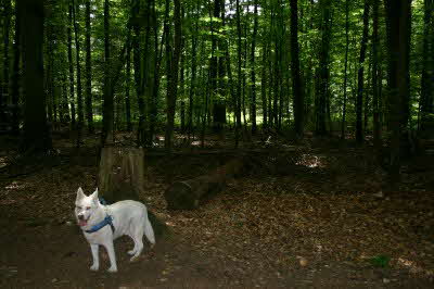 Felix-Wald Felix-Wald