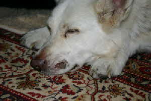 Felix-dicke-Backe2 Felix-dicke-Backe2