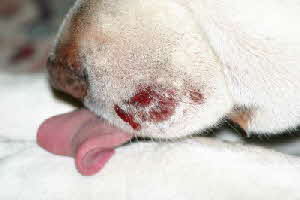 Felix-dicke-backe3 Felix-dicke-backe3