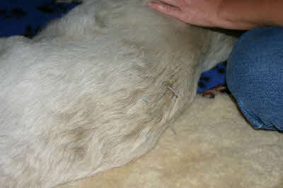 Felix-mit-Akupunkurnadeln Felix-mit-Akupunkurnadeln