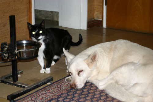 Felix-und-Dodo24012009