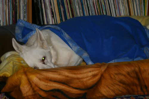 Felix22012009 Felix22012009