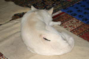 Felix_Blutegel2 Felix_Blutegel2